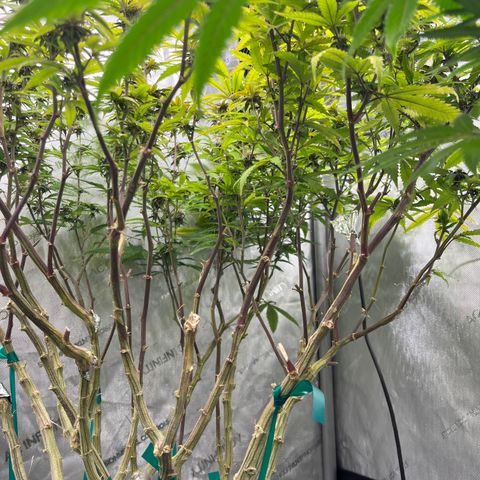Electric Apple #1 growlog timeline photo