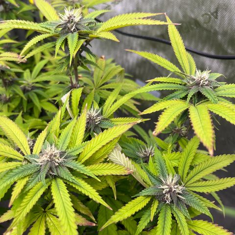Electric Apple #1 growlog timeline photo