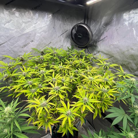 Electric Apple #1 growlog timeline photo
