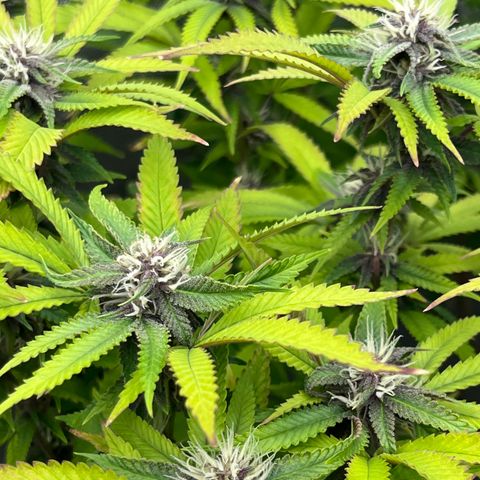 Electric Apple #1 growlog timeline photo