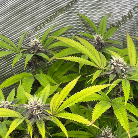 Electric Apple #1 growlog timeline photo