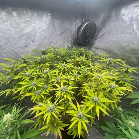 Electric Apple #1 growlog timeline photo