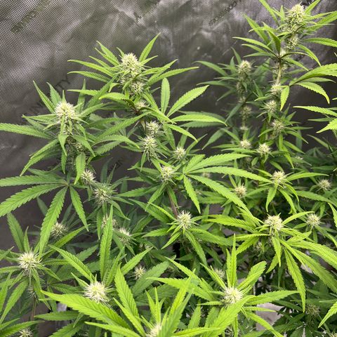 Lilac Diesel growlog timeline photo