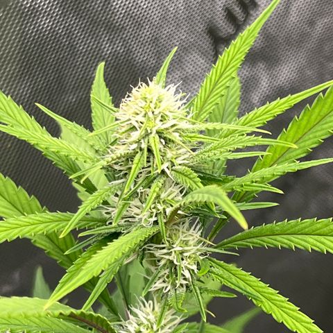 Lilac Diesel growlog timeline photo