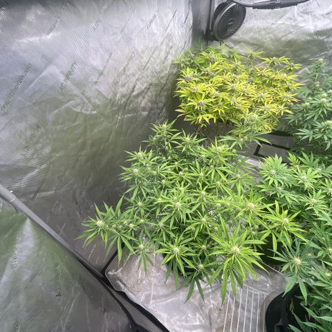 Lilac Diesel growlog timeline photo