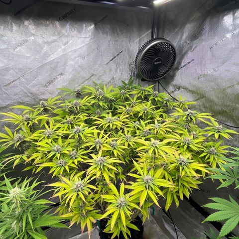 Electric Apple #1 growlog timeline photo