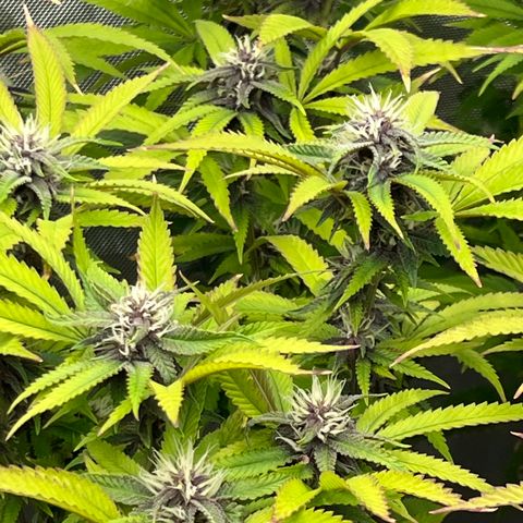 Electric Apple #1 growlog timeline photo