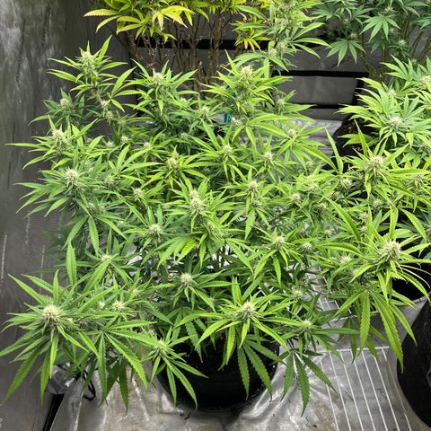 Lilac Diesel growlog timeline photo