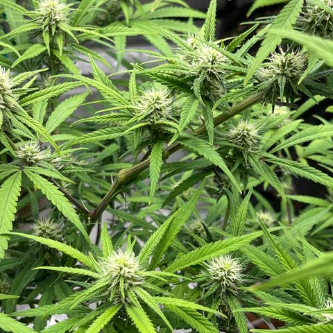 Lilac Diesel growlog timeline photo