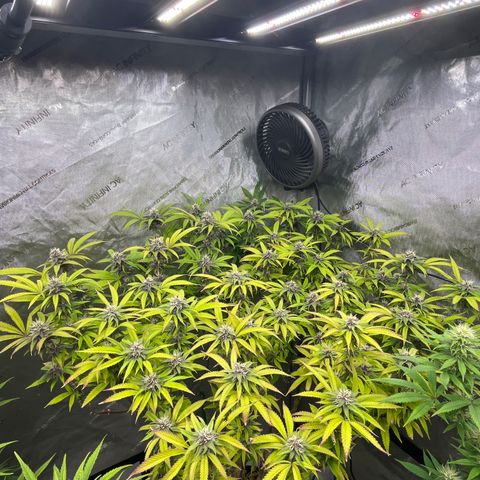 Electric Apple #1 growlog timeline photo