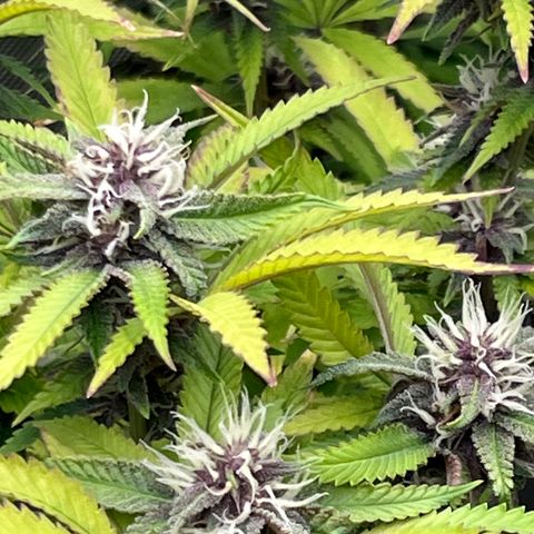 Electric Apple #1 growlog timeline photo
