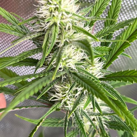 Lilac Diesel growlog timeline photo