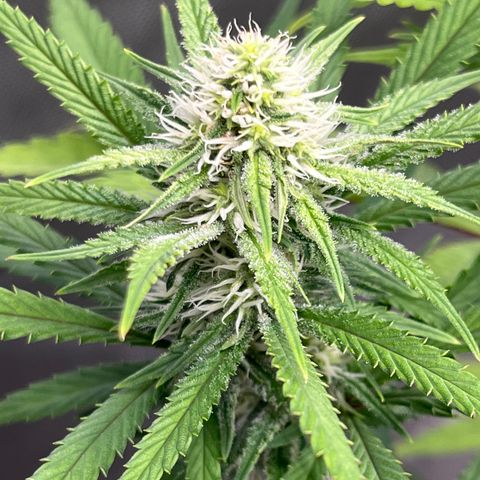 Lilac Diesel growlog timeline photo