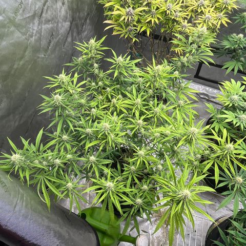 Lilac Diesel growlog timeline photo