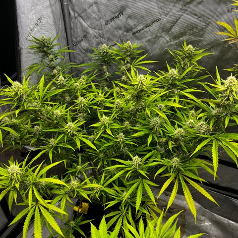 Lilac Diesel growlog timeline photo