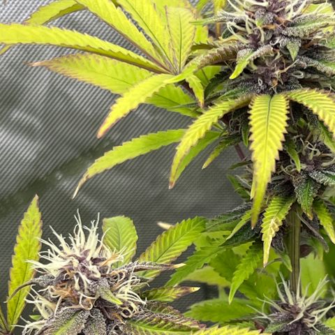 Electric Apple #1 growlog timeline photo