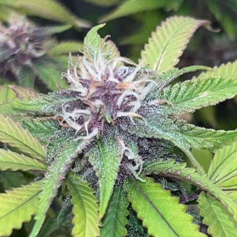 Electric Apple #1 growlog timeline photo