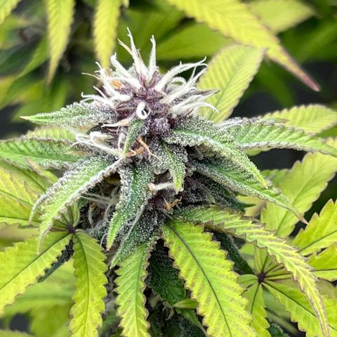 Electric Apple #1 growlog timeline photo