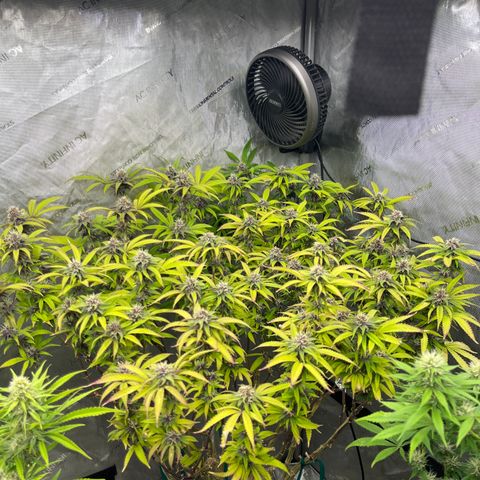 Electric Apple #1 growlog timeline photo