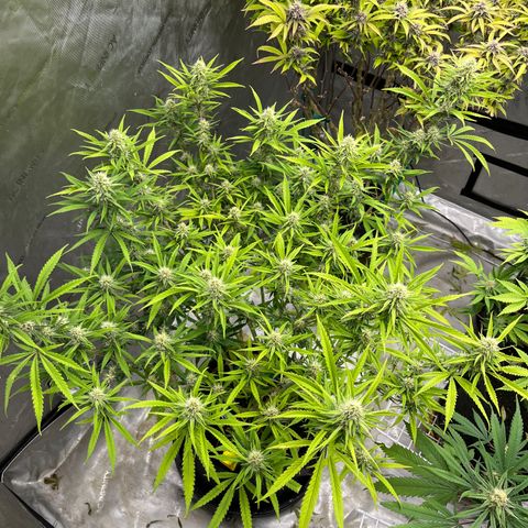 Lilac Diesel growlog timeline photo