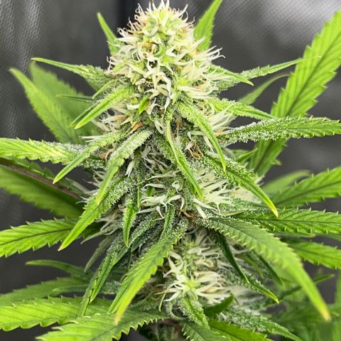 Lilac Diesel growlog timeline photo