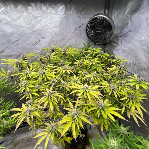 Electric Apple #1 growlog timeline photo