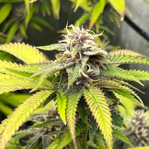 Electric Apple #1 growlog timeline photo