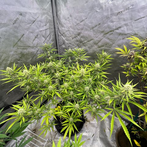 Lilac Diesel growlog timeline photo