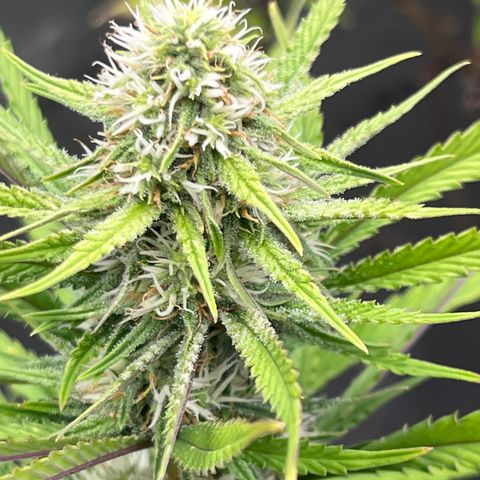 Lilac Diesel growlog timeline photo