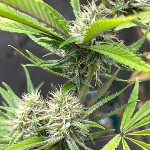 Lilac Diesel growlog timeline photo