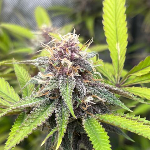 Electric Apple #1 growlog timeline photo