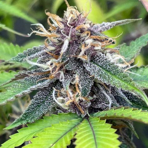 Electric Apple #1 growlog timeline photo