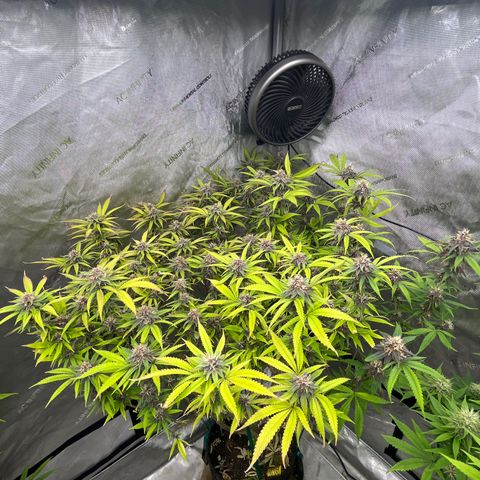 Electric Apple #1 growlog timeline photo
