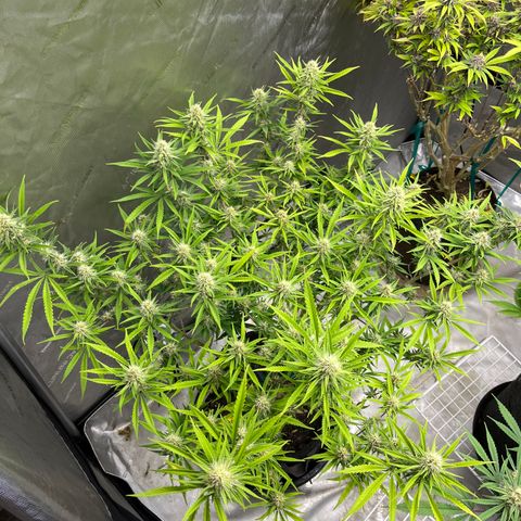 Lilac Diesel growlog timeline photo