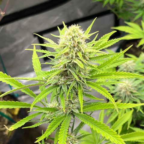 Lilac Diesel growlog timeline photo