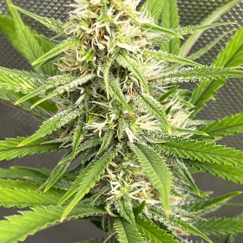 Lilac Diesel growlog timeline photo