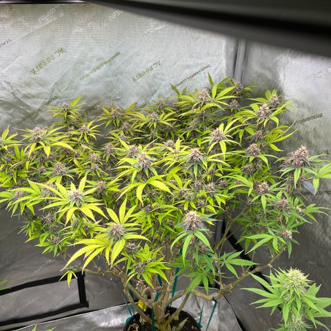 Electric Apple #1 growlog timeline photo