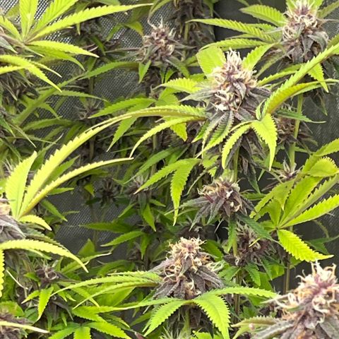 Electric Apple #1 growlog timeline photo