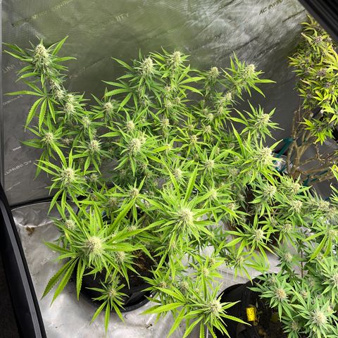 Lilac Diesel growlog timeline photo