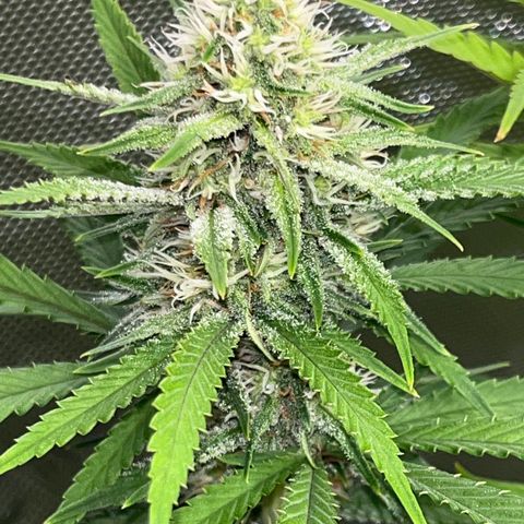 Lilac Diesel growlog timeline photo