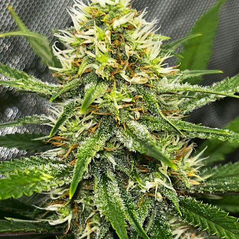 Lilac Diesel growlog timeline photo