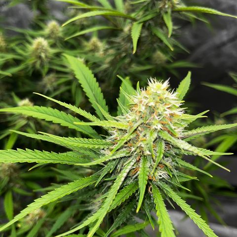 Lilac Diesel growlog timeline photo