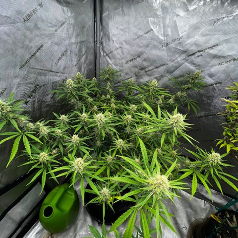 Lilac Diesel growlog timeline photo