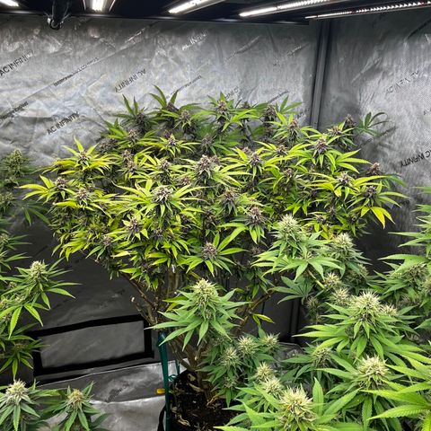 Electric Apple #1 growlog timeline photo
