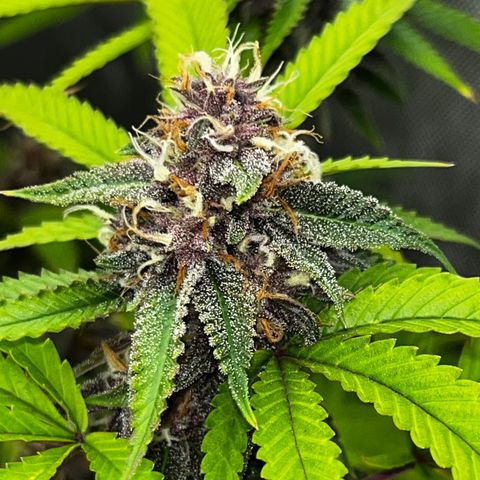 Electric Apple #1 growlog timeline photo