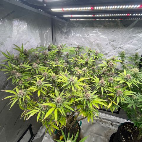 Electric Apple #1 growlog timeline photo