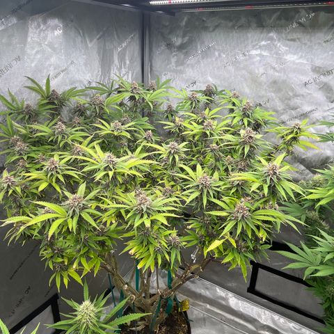 Electric Apple #1 growlog timeline photo
