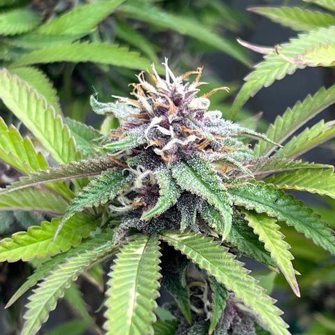 Electric Apple #1 growlog timeline photo