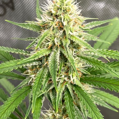 Lilac Diesel growlog timeline photo
