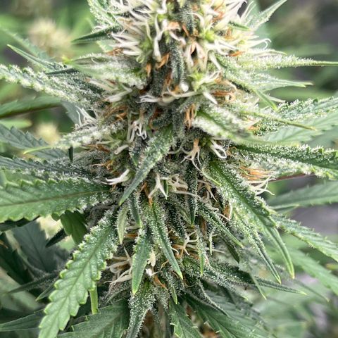 Lilac Diesel growlog timeline photo